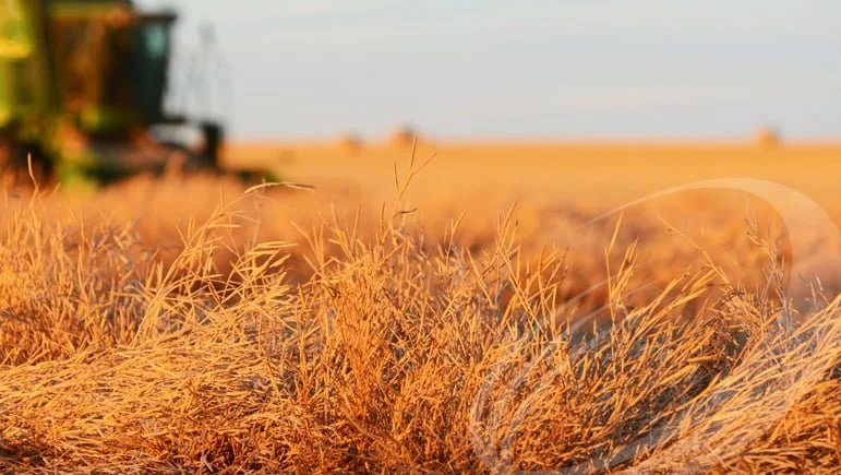 Agrisoma Biosciences Inc. conclut la première entente internationale de technologie écologique et propre